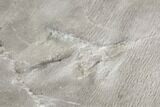 Fossil Bird Tracks - Green River Formation, Utah #106126-6